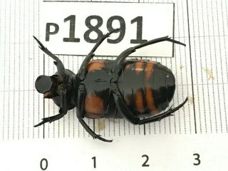 P1891 Cerambycidae Lucanus insect beetle Coleoptera Vietnam 2