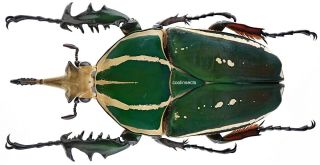 Insect - Cetonidae Mecynorhina Torquata Poggei - Congo - Giant 73 75mm.