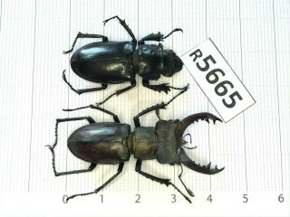 R5665 Cerambycidae Lucanus Insect Beetle Coleoptera Vietnam