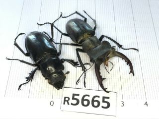 R5665 Cerambycidae Lucanus insect beetle Coleoptera Vietnam 2