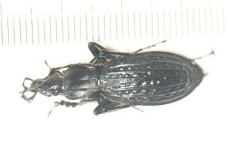 Carabidae Carabus Apotomopterus Sp.  Guangxi (3)
