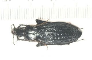 Carabidae Carabus Apotomopterus Sp.  Guangxi (1)