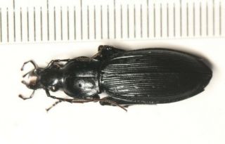 Carabidae Carabus Apotomopterus Vogtae Yunnan (2)