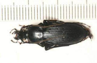 Carabidae Carabus Apotomopterus Vogtae Yunnan (1)