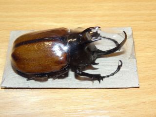 Dynastidae.  Eupatorus Sukkiti M70mm A1 Myanmar Beetle.  (15. )