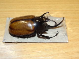 Dynastidae.  Eupatorus Sukkiti M70mm A1 Myanmar Beetle.  (16. )