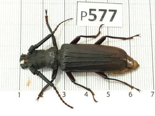 P577 Cerambycidae Lucanus Insect Beetle Coleoptera Vietnam
