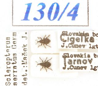 130 - 4 Old Coll.  Curculionidae - Scleropterus Serratus (germar,  1824)