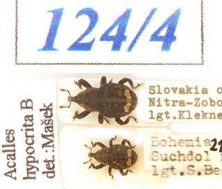 124 - 4 Old Coll.  Curculionidae - Acalles Hypocrita Boheman,  1837