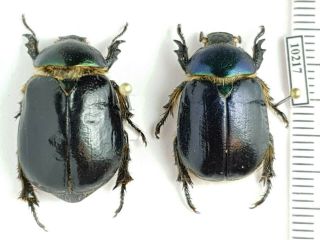 Scarabaeidae,  Rutelinae Viridimicus Cyanochlorus Mexico Pair