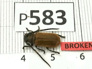P583 Cerambycidae Lucanus Insect Beetle Coleoptera Vietnam