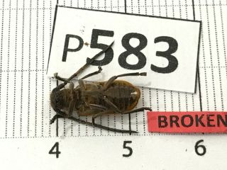 P583 Cerambycidae Lucanus insect beetle Coleoptera Vietnam 2
