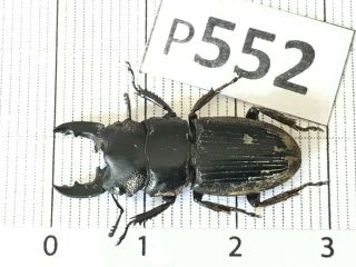 P552 Cerambycidae Lucanus Insect Beetle Coleoptera Vietnam