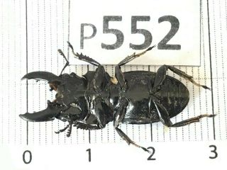 P552 Cerambycidae Lucanus insect beetle Coleoptera Vietnam 2