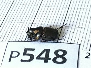 P548 Cerambycidae Lucanus Insect Beetle Coleoptera Vietnam