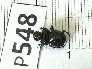 P548 Cerambycidae Lucanus insect beetle Coleoptera Vietnam 2