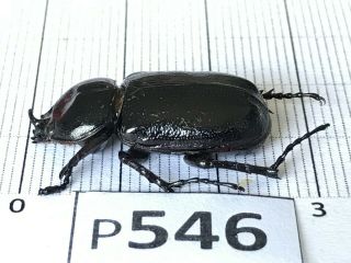 P546 Cerambycidae Lucanus Insect Beetle Coleoptera Vietnam