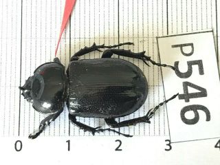 P546 Cerambycidae Lucanus insect beetle Coleoptera Vietnam 2