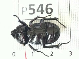 P546 Cerambycidae Lucanus insect beetle Coleoptera Vietnam 3