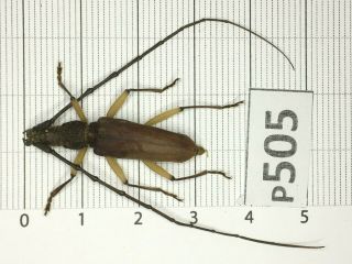 P505 Cerambycidae Lucanus Insect Beetle Coleoptera Vietnam