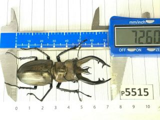 P5515 Cerambycidae Lucanus Insect Beetle Coleoptera Vietnam