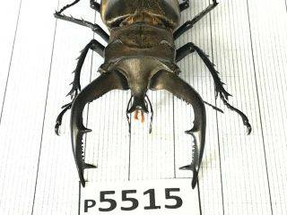 P5515 Cerambycidae Lucanus insect beetle Coleoptera Vietnam 2