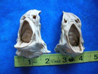 2 Dried Real Shark Heads Taxidermy Sharks Skull Jaw Jaws Teeth Fish Tooth Fish