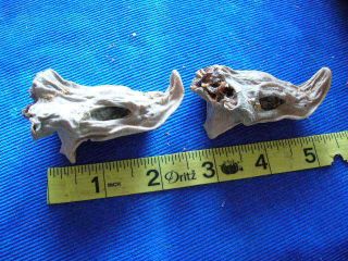 2 Dried REAL shark Heads Taxidermy Sharks Skull Jaw Jaws Teeth fish tooth fish 2