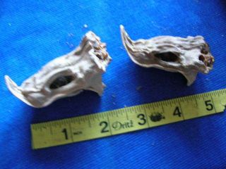 2 Dried REAL shark Heads Taxidermy Sharks Skull Jaw Jaws Teeth fish tooth fish 3