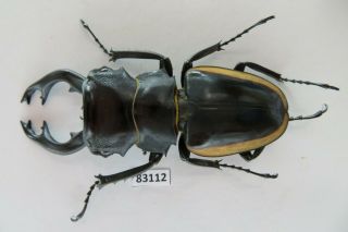83112 Lucanidae,  Odontolabis Cuvera.  Vietnam North.  81mm