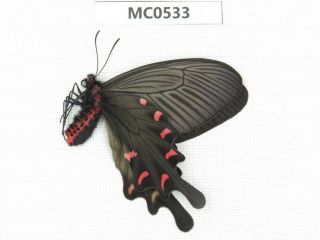 Butterfly.  Byasa Sp.  Shandong,  Zaozhuang.  1f.  Mc0533.