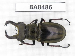 Beetle.  Lucanus Furcifer? Tibet,  Xigaze,  Dingjie County,  Chentang.  1m.  Ba8486.