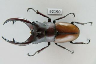 92190 Lucanidae: Prosopocoilus astacoides karubei.  Vietnam South.  62mm 2