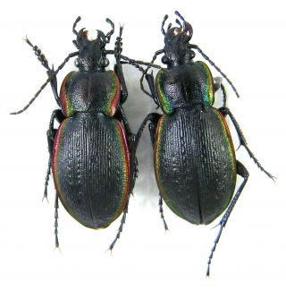 Beetles.  Carabidae.  Carabus Stscheglowi.