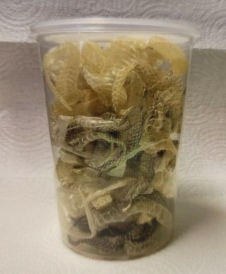 ☆taxidermy - 32oz Cup - Molted/shed Snake Skins - From " 1 " - " 3 " Ft - Reptile - Jewelry☆a69☆