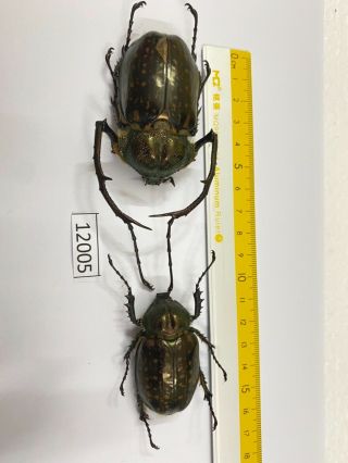 12005 Unmounted Insect Beetle Coleoptera Vietnam (cheirotonus Jansoni)