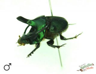 Green Antler Scarab Beetle Onthophagus Mouhoti Set X1 Pair Thailand Scarce J01