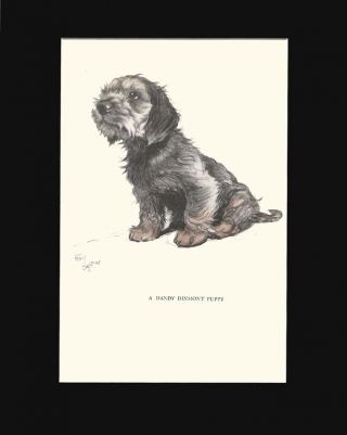 Dandy Dinmont Terrier Puppy Dog By Cecil Aldin 1930 Lithograph Print 9x12 Mat