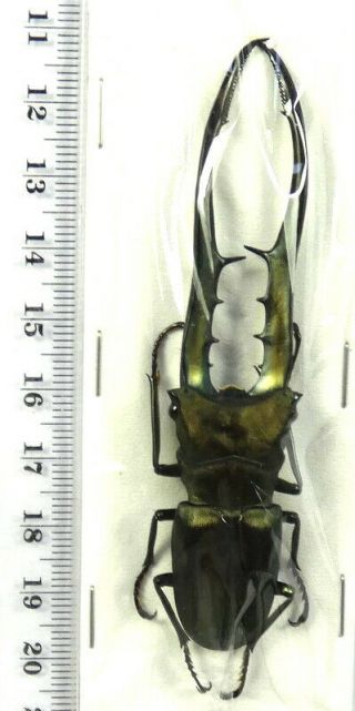 BEETLES,  (S2),  Lucanidae,  Cyclommatus metallifer finae,  Peleng Isl. 2