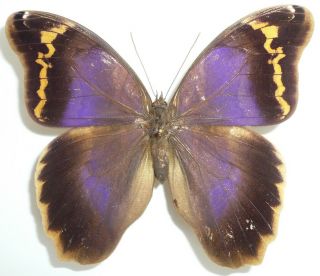 Eryphanis Reevesii Female From Santa Catarina,  Brazil