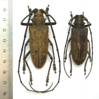 Batocera Inconspicua Ex.  Makira Island Scarce Cerambycidae Beetle 55 & 47mm Pair