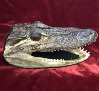 (b3) Vintage 5 " Alligator Head Skull Taxidermy Real Teeth Jaw Reptile