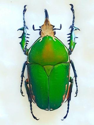 Mecynorrhina Torquata Male Huge 80mm,  Fantastic Green Cetonidae Cameroon