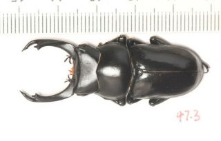 Lucanidae Dorcus Sp.  Nw Yunnan 47.  3mm