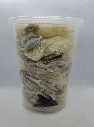 32 Oz Cup - Real Snake Sheds/molts Preserved " 1 " - " 3 " Ft,  Jewelery,  Collectable -