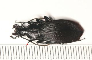 Carabidae Carabus Apotomopterus Sp.  Guangdong (3)
