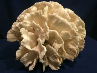 Vintage Natural White Large Piece Of White Coral 11 1/2” By 10” By 6 3/4” Tall