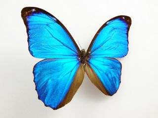 , Entomology,  Butterfly: Morpho Menelaus Menelaus Aberration Male Guyana,
