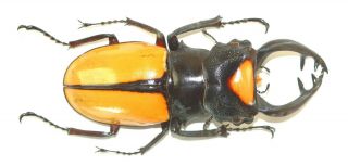 Coleoptera,  Lucanidae,  Odontolabis Lacordairei From Indonesia