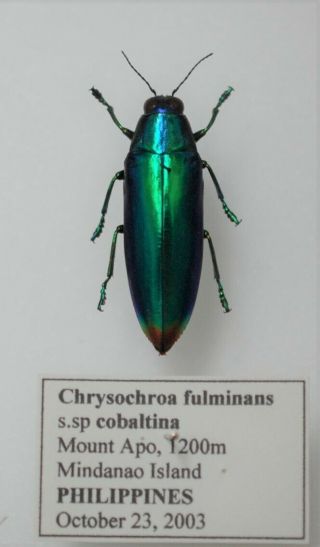 Chrysochroa Fulminans Ssp Cobaltina From Mt Apo Mindanao Island
